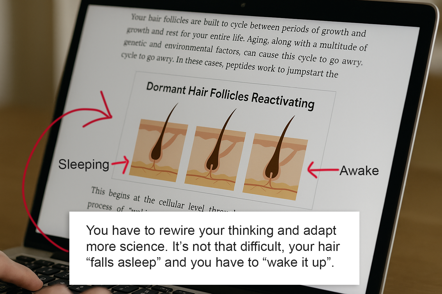 Dormant follicles reactivating diagram